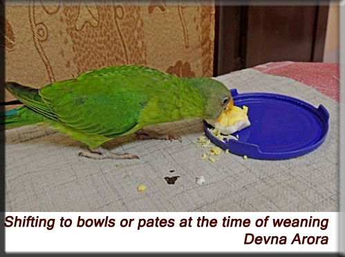 Devna Arora - Shifting weaned young to shallow plates